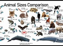 Image result for Animal Size Chart