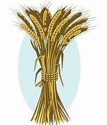 Image result for A Bushel of Wheat
