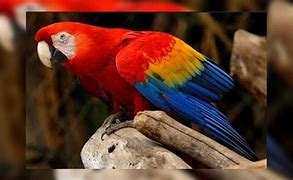 Image result for guacamaya