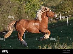 Image result for Chestnut Draft Horse