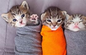 Image result for Cute Cat Friends