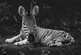 Image result for Zebra and Tiger