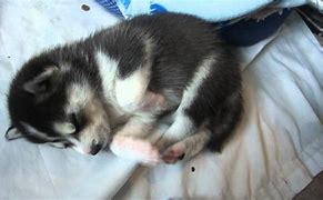 Image result for Husky Baby Sleeping