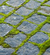 Image result for Moss Growing On Stone