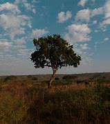 Image result for Kenya Trees