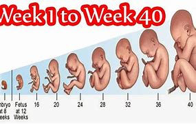 Image result for 9 Weeks Looks Like