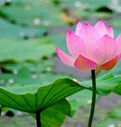 Image result for Lotus Flower Wallpaper iPhone 6