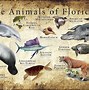 Image result for Florida State Protected Species