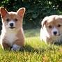 Image result for Happy Corgi Puppy