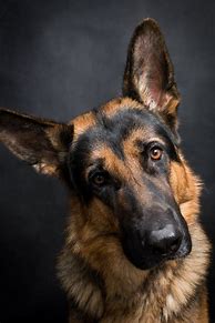 Image result for German Shepherd Portrait