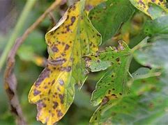 Image result for Identifying Tomato Diseases
