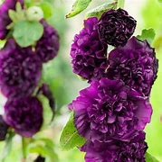 Bildergebnis für Alcea rosea double purple