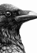 Image result for Cool Aesthetic Crow Drawing