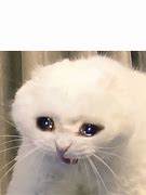 Image result for Sad Cat Meme Picture