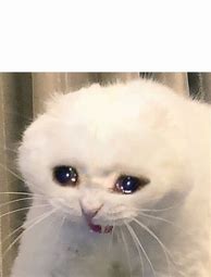 Image result for Sad Cat Meme Original