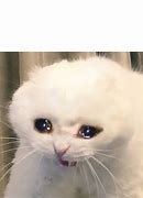 Image result for Sad Cat Cake Meme