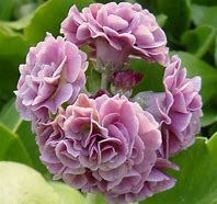 Image result for Primula auricula Alice Hayson