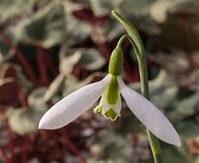 Image result for Galanthus gracilis  Andreas Fault