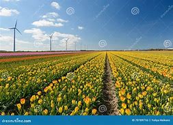 Image result for Kop Van Noord-Holland Tulips