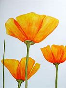 Image result for California Poppy Flower Drawing