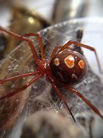Image result for Red Widow Spider