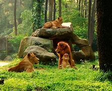 Image result for Best Zoos
