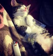 Image result for Cat Covered in Weed