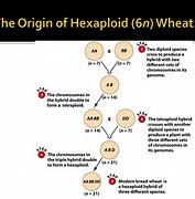 Image result for hexaploid