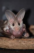 Image result for Ghost Bat Face