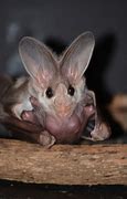 Image result for Ghost Bat Eating