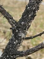 Image result for Scale On Apple Trees