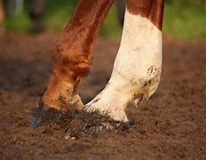 Image result for Horse Rear Leg Injuries