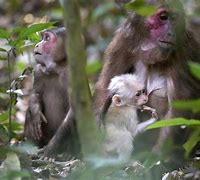 Image result for Stump-Tailed Macaque Family