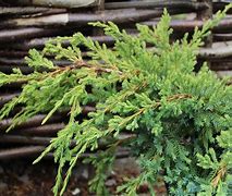 Image result for Juniperus squam. Holger