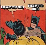 Image result for ER Cell Memes