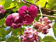 Image result for Chocolate Vine