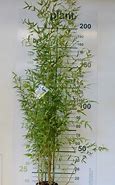 Image result for Phyllostachys aurea (A) 100/150, p25, 3-5T