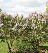 Image result for Syringa vulgaris Katherine Havemeyer