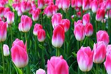 tulipani fiori tulipani bulbi quando piantarli coltivazione e come tulipani fiori tulipani bulbi quando piantarli coltivazione e come