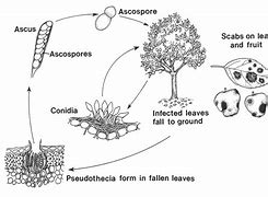 Image result for Apple Tree Trunk Diseases