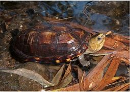 Image result for Kinosternon scorpioides