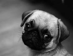 Image result for A Baby Pug