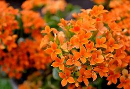 Image result for Spring Colored Flowers