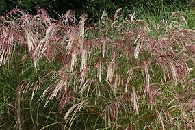 Image result for Miscanthus sinensis Kaskade