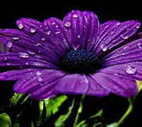 Image result for Purple Backgrounds