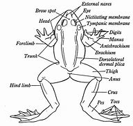 Image result for Structure of a Frog