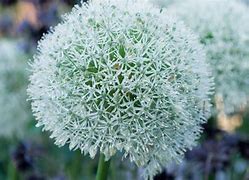 Image result for Allium Mont Blanc