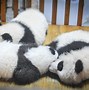 Image result for Baby Panda Love