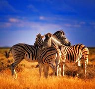 Image result for Zebra HD Wallpaper