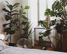 Image result for Air Purifier Plants for Bedroom